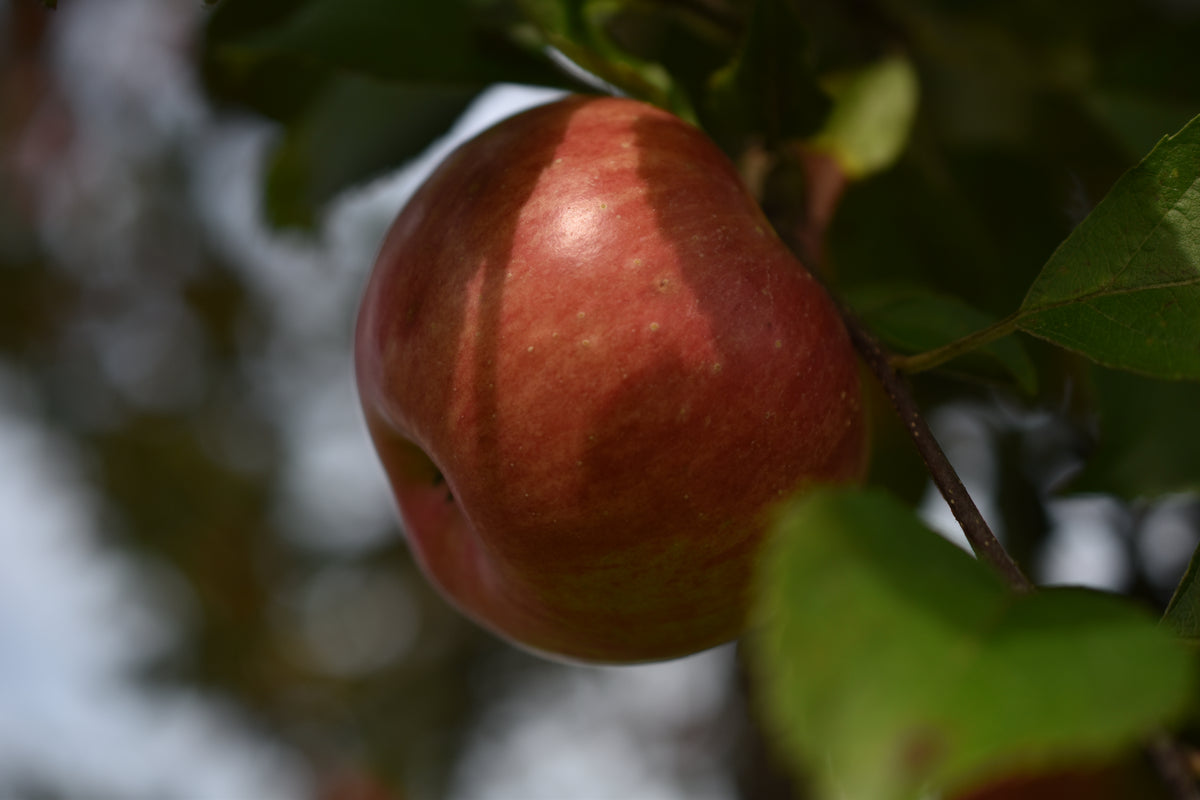 Pommier 'Freedom' - Zone 3a, mi-saison