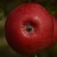 Pommier 'Freedom' - Zone 3a, mi-saison
