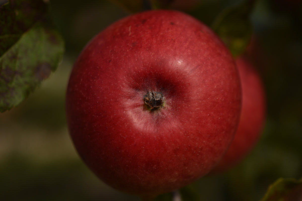 Pommier 'Freedom' - Zone 3a, mi-saison