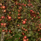 Pommier 'Freedom' - Zone 3a, mi-saison