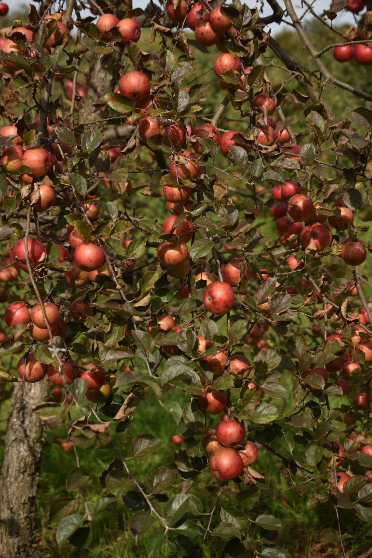 Pommier 'Freedom' - Zone 3a, mi-saison