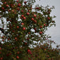 Pommier 'Freedom' - Zone 3a, mi-saison