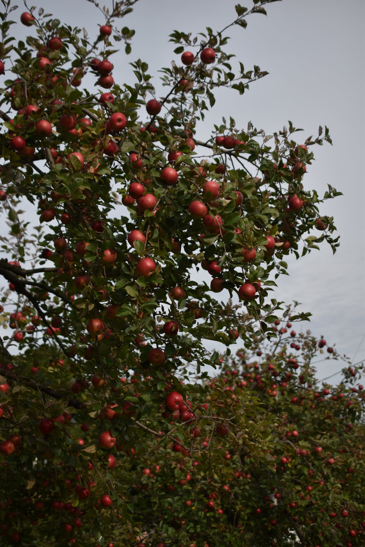 Pommier 'Freedom' - Zone 3a, mi-saison