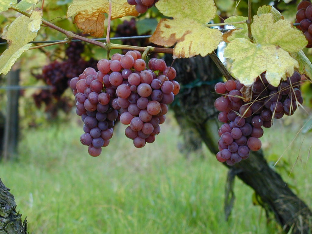 Vigne à raisin de table - Zone 3b et plus