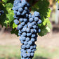 Table grape vine - Zone 3b and more