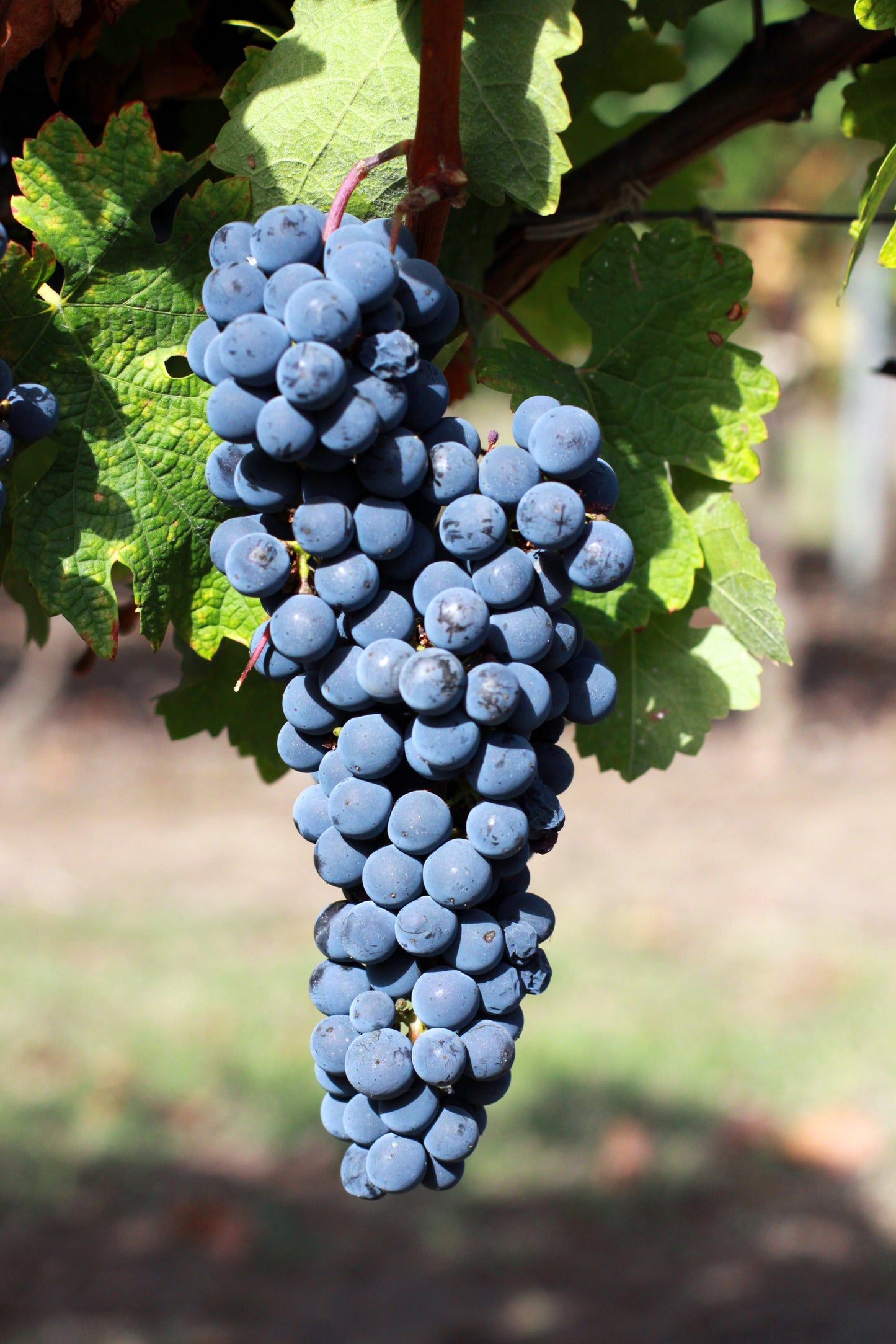 Vigne à raisin de table - Zone 3b et plus