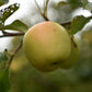 Pommier 'Honeygold' - Zone 4