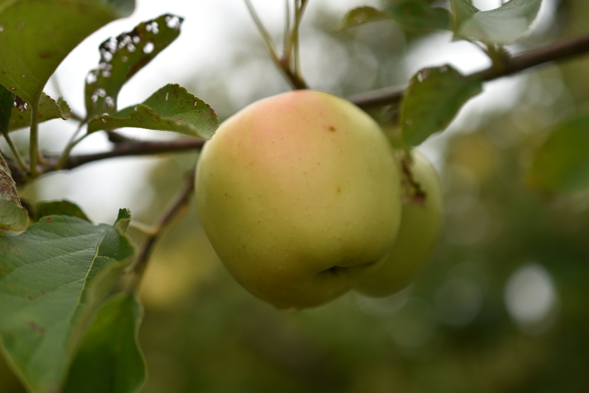 Pommier 'Honeygold' - Zone 4
