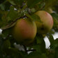 Pommier 'Honeygold' - Zone 4