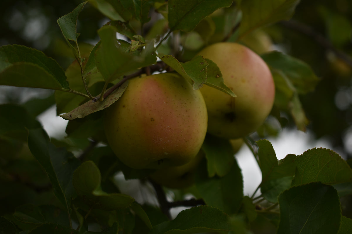 Pommier 'Honeygold' - Zone 4