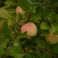 Pommier 'Honeygold' - Zone 4