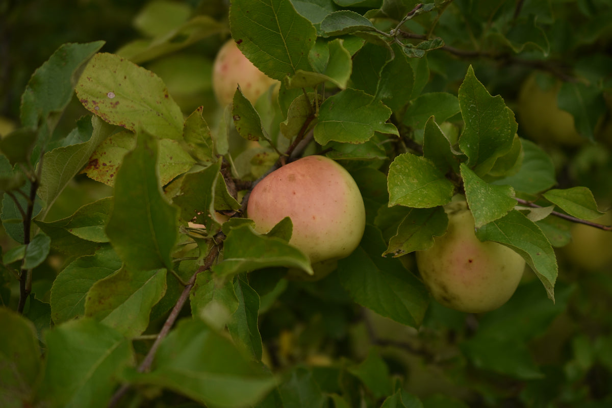 Pommier 'Honeygold' - Zone 4
