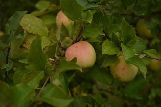 Pommier 'Honeygold' - Zone 4