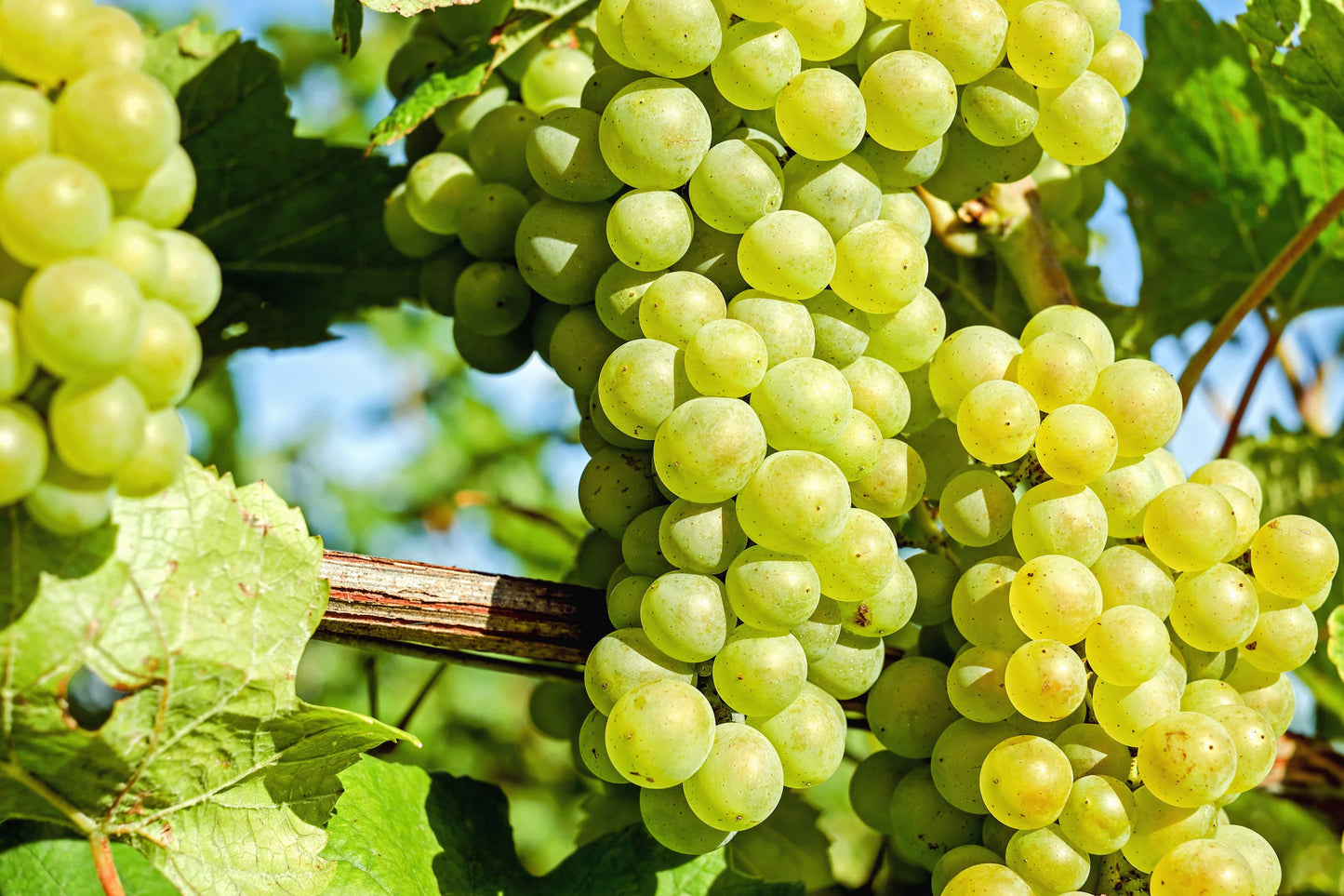 Vigne à raisin de table - Zone 3b et plus