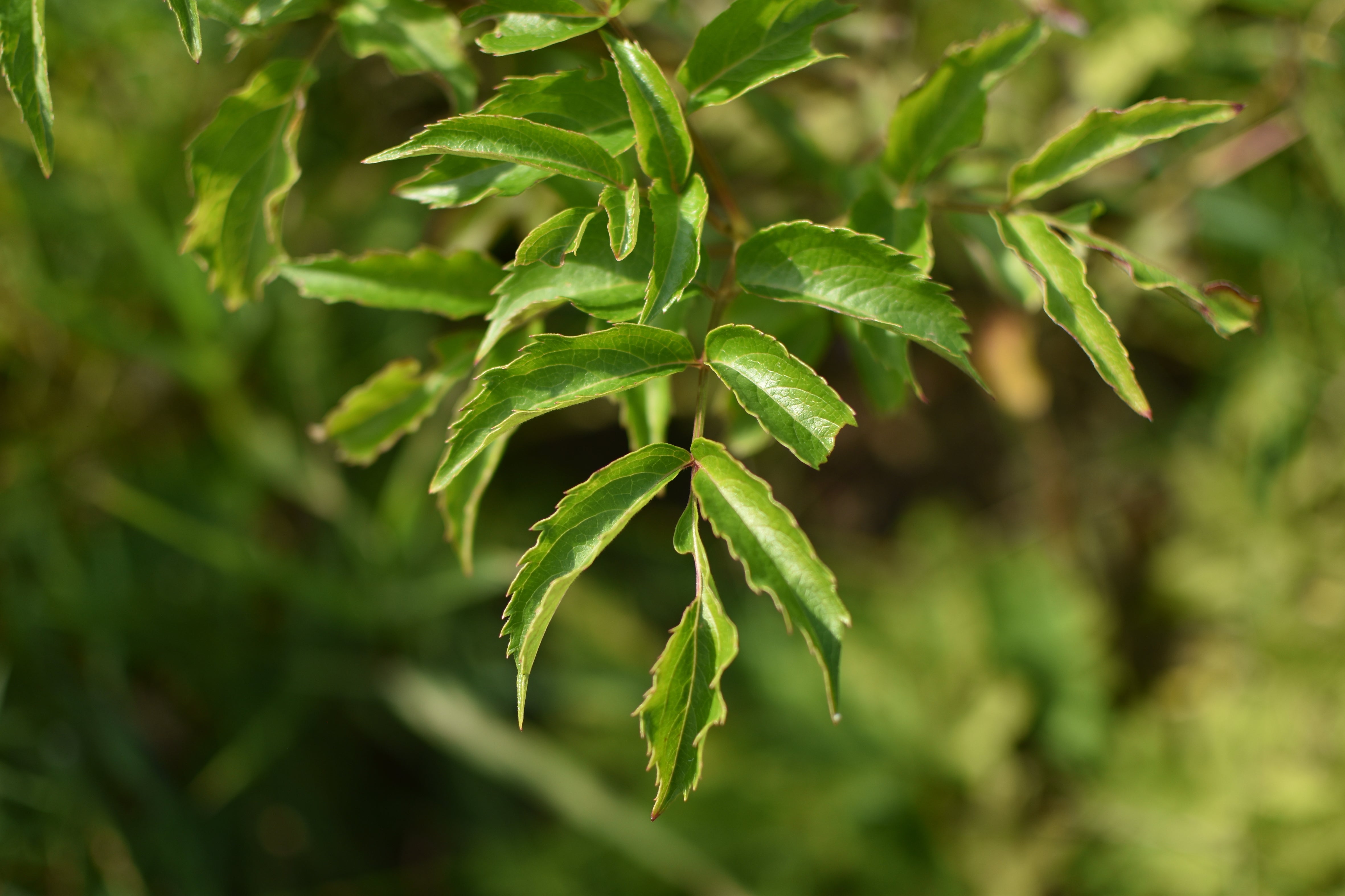 Canada elderberry (Sambucus canadensis) - Zone 3