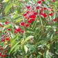 Tart cherry tree (Prunus cerasus x prunus fruticosa) - Zone 3