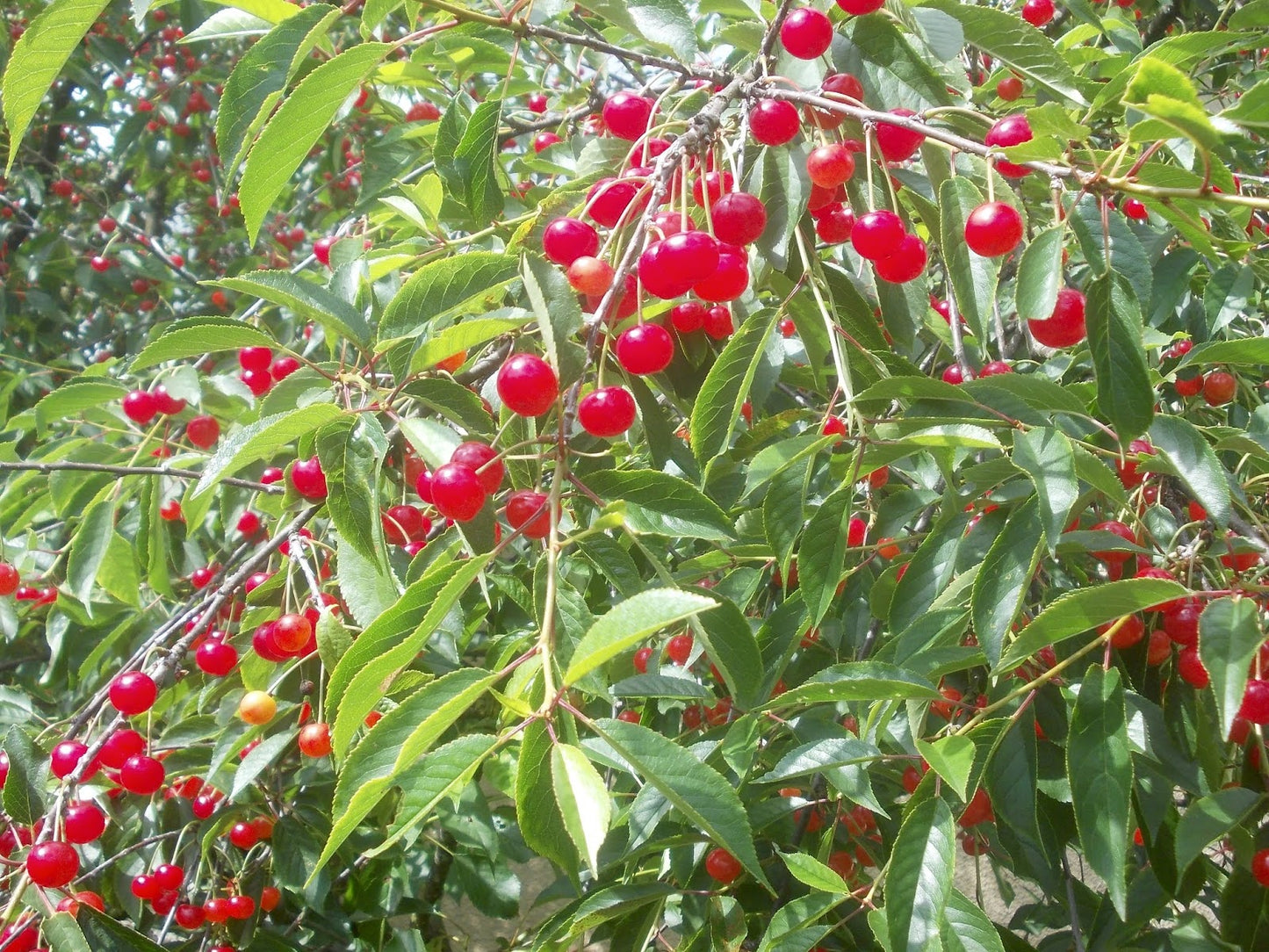 Tart cherry tree (Prunus cerasus x prunus fruticosa) - Zone 3