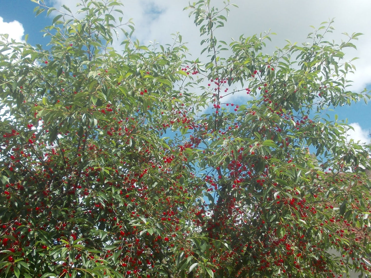 Tart cherry tree (Prunus cerasus x prunus fruticosa) - Zone 3