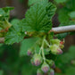 Blackcurrant Titania - Zone 3