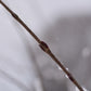 Saule arbustif (Salix spp.) - Zone 3