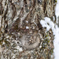 Bur Oak (Quercus macrocarpa) - Zone 4