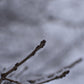 Bur Oak (Quercus macrocarpa) - Zone 4