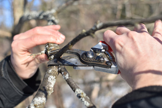 Pruning workshop for fruit trees and shrubs